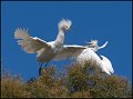 _1SB5567 snowy egret  feeding fledge